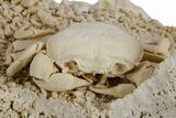 Fossil Crab (Potamon) Preserved in Travertine - Turkey #351023-1